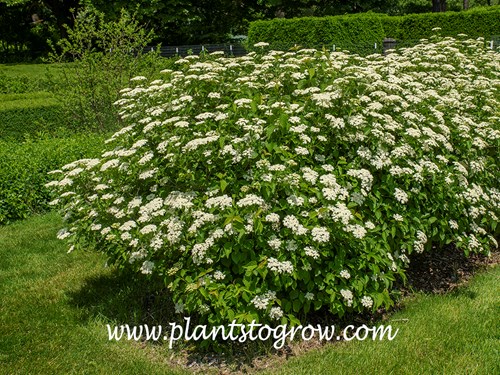 'Little Joe' Viburnum (Viburnum dentatum)
A dwarf Viburnum reaching only 4-5 feet.  The species Arrowwood Viburnum can reach over 8 feet.